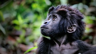 Junger Berggorilla im Bwindi Impenetrable National Park in Uganda: Die Menschenaffen und ihr Lebensraum sind heute streng geschützt. Anders sieht es aus bei den Schimpansen: In ihrem Lebensraum wird weiterhin gerodet. 