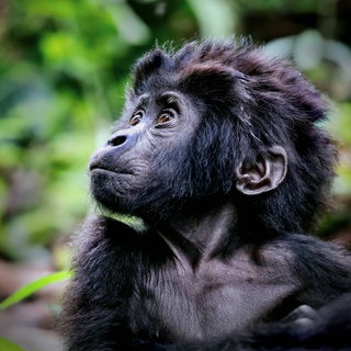 Junger Berggorilla im Bwindi Impenetrable National Park in Uganda: Die Menschenaffen und ihr Lebensraum sind heute streng geschützt. Anders sieht es aus bei den Schimpansen: In ihrem Lebensraum wird weiterhin gerodet. 