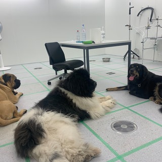 Zur Studienpopulation der EPFL gehörten auch diese drei großen Hunde: ein Mastiff, ein Neufundländer und eine Tibetdogge.