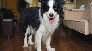 Ein Hund steht in einem Wohnraum