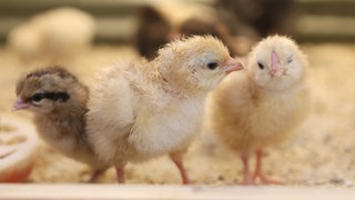 Frisch geschlüpfte Küken