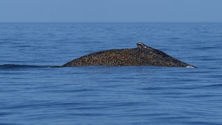 Buckelwal in der Ostsee