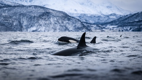 Orcas (Orcinus orca) tauchen an der Küste vor Norwegen auf: Grindwale und Schwertwale (Orcas) leben in engen sozialen Strukturen und verständigen sich über Laute, die unserer Sprache ähnlich sein können. Ihre Population ist zunehmend bedroht. 