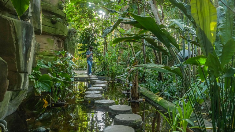 Botanischer Garten Berlin: spazieren, dem Alltag entkommen – für viele Menschen sind die Gärten grüne Oasen in der Stadt. Sie entstanden in Europa mit geraubten Pflanzen. Heute tragen sie zur Klimaforschung bei und retten Pflanzen vor dem Verschwinden.