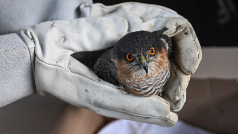 Tierpfleger einer Auffangstation bereitet einen Sperber für die Fahrt zum Tierarzt vor: Manche halten solche Stationen für unverzichtbar für den Tierschutz. Kritiker sagen, dass menschliches Eingreifen natürliche Prozesse störe.