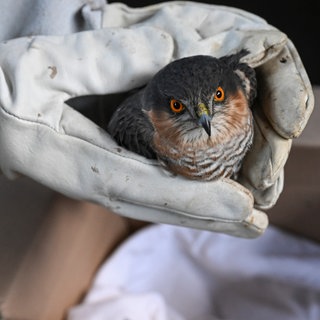 Tierpfleger einer Auffangstation bereitet einen Sperber für die Fahrt zum Tierarzt vor: Manche halten solche Stationen für unverzichtbar für den Tierschutz. Kritiker sagen, dass menschliches Eingreifen natürliche Prozesse störe.
