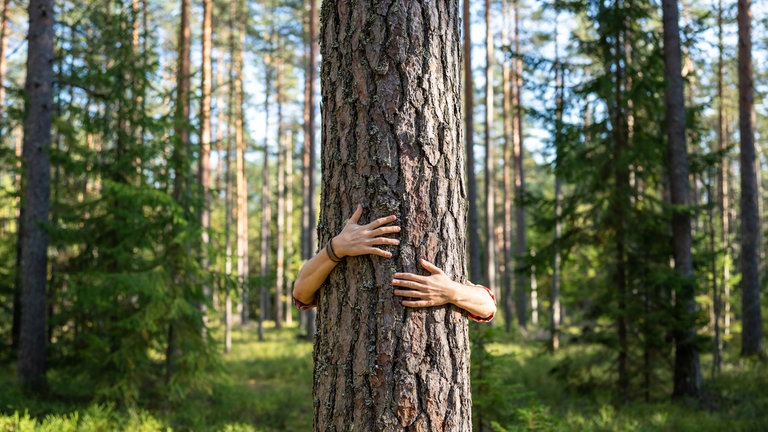 Ein Mann umarmt im Wald einen Baum: Wälder speichern CO2, filtern Trinkwasser, kühlen Städte, stärken unsere Gesundheit. Doch ökonomisch zählt meist nur das Holz. Bekämen die anderen Leistungen auch einen Wert, würden die Wälder besser geschützt.
