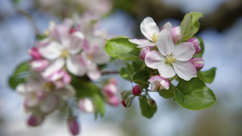 Apfelblüte