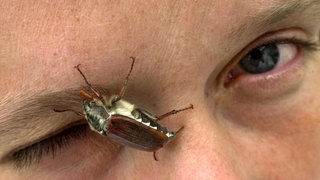 Symbolbild:  Maikäfer, im Gesicht einer Frau. Nur etwa alle fünf bis sieben Jahre treten die Insekten gehäuft auf, da die Larven der Käfer viele Jahre zur Entwicklung benötigen.