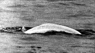 "Moby Dick", der weiße Beluga-Wal, der am 18. Mai 1966 in Höhe von Duisburg-Neuenkamp von den Rheinschiffern Bernd Albrecht und Willi Dethlevs gesichtet wurde und tagelang die Nation in Atem hielt, schwimmt am 12. Juni 1966 weiter stromaufwärts. 