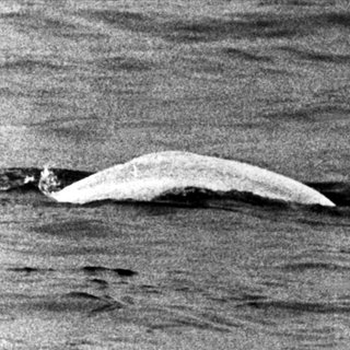 "Moby Dick", der weiße Beluga-Wal, der am 18. Mai 1966 in Höhe von Duisburg-Neuenkamp von den Rheinschiffern Bernd Albrecht und Willi Dethlevs gesichtet wurde und tagelang die Nation in Atem hielt, schwimmt am 12. Juni 1966 weiter stromaufwärts. 