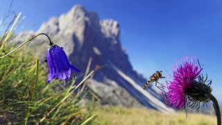 Schwebfliege (Syrphidae) auf einer Alpen-Distel (Carduus defloratus): Wie hoch können Fliegen fliegen?