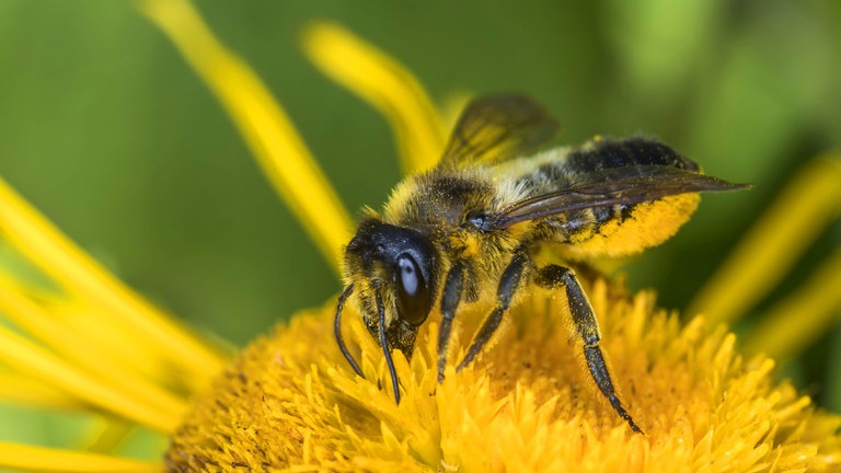 Gemeine Blattschneiderbiene, Wildbiene des Jahres 2025: In Deutschland gibt es noch rund 600 Wildbienen-Arten. Sie nisten im Boden, in hohlen Pflanzenstängeln und leeren Schneckenhäusern, doch die meisten sind bedroht.