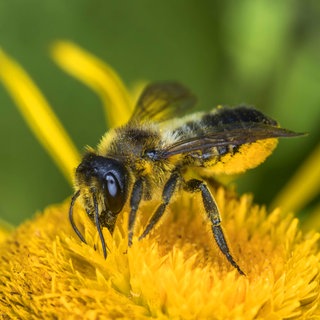 Gemeine Blattschneiderbiene, Wildbiene des Jahres 2025: In Deutschland gibt es noch rund 600 Wildbienen-Arten. Sie nisten im Boden, in hohlen Pflanzenstängeln und leeren Schneckenhäusern, doch die meisten sind bedroht.