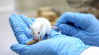 Biotechnoligisches Labor. Maus fuer Versuchszwecke.