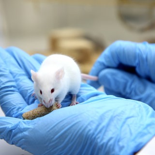 Biotechnoligisches Labor. Maus fuer Versuchszwecke.