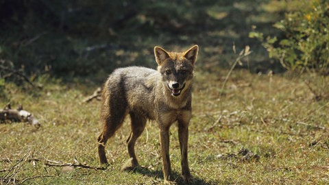 Goldschakal (Canis aureus lanka)