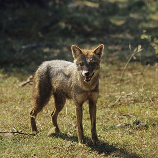Goldschakal (Canis aureus lanka)