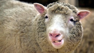 Klonschaf Dolly: Am 5. Juli 1996 wurde Dolly geboren, das erste geklonte Säugetier – ein Meilenstein der Wissenschaft. Was kann Klonen leisten und wo liegen die Grenzen?