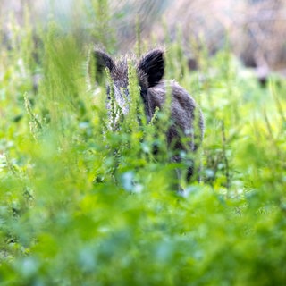 Symbolbild: Wildschwein steht in einem Wildgatter