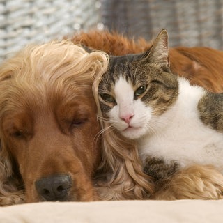Ein Hund und eine Katze liegen nebeneinander und kuscheln.