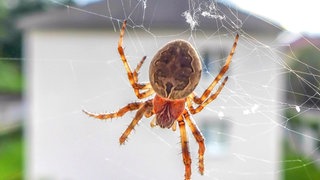 Spinne im Netz an einem Fenster: Gibt es Hausmittel, die Spinnen daran hindern, in die Wohnung zu kommen?