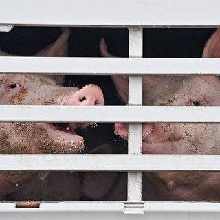 Mastschweine sind in einem Lkw für den Transport zum Schlachthof zu sehen.