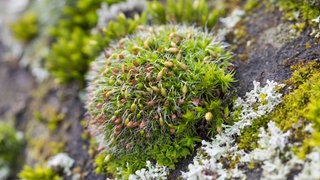 Gemeines Kissenmoos (Grimmia pulvinata) wächst auf einer Mauer: Moose sind ganz besondere Pflanzen: Sie waren vor 450 Millionen Jahren die ersten Bewohner des Festlands, machten die Kontinente grün und gaben der Evolution einen ordentlichen Schub. 
