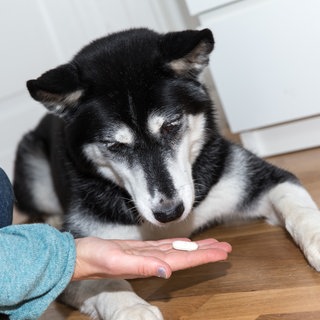  Eine Frau gibt einem Husky-Mischling eine Tablette.