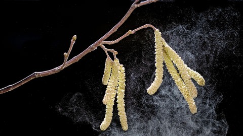 Pollen an einem Haselstrauch: Bäume, Sträucher und Gräser blühen früher und verlängern die Saison für Betroffene