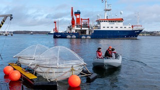 Vom Schlauchboot aus werden Mesokosmen zur Pier vor dem Kieler Aquarium geschleppt: Durch Zugabe von Mineralien könnte das Meer mehr Treibhausgase aus der Luft aufnehmen und zugleich weniger sauer werden. 