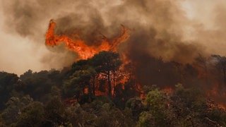 Symbolbild: Feuerwehrleute bekämpfen Waldbrand in Böotien aus der Luft und am Boden, Griechenland, August 2026