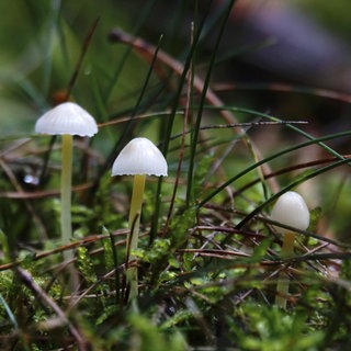 Waldboden mit kleinen weißen Pilzen: Dass unter Wald- und Ackerböden Pilze und Pflanzen miteinander verbunden sind, lässt sich leicht nachweisen. Doch "kommunizieren" sie wirklich miteinander über Trillionen Kilometer feiner Pilzfäden?