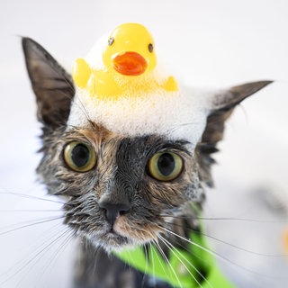 Eine Katze bekommt ein Bad
