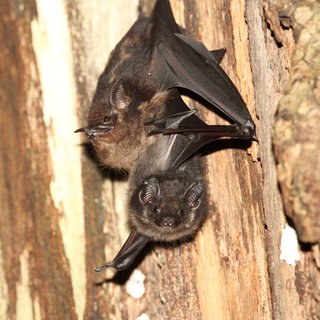 Eine Fledermaus-Mutter der Art Sackflügelfledermaus mit ihrem Jungtier