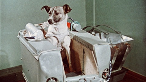 Die Hündin Laika in Sputnik 2 am 3. November 1957. Das Tier überlebte den Flug nicht; Laika starb bereits einige Stunden nach dem Start.