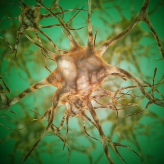 Die Transplantation von Nerven gelang erstmals 1970 dem Münchener Chirurgen Walter Jacoby