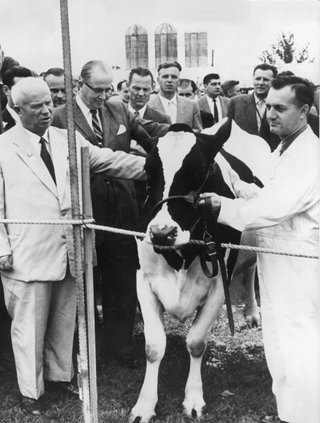 Ministerpräsident Nikita Chruschtschow (links) begutachtet beim Besuch der Musterfarm von Beltsville in der Nähe von Washington im September 1959 ein Zuchtrind.