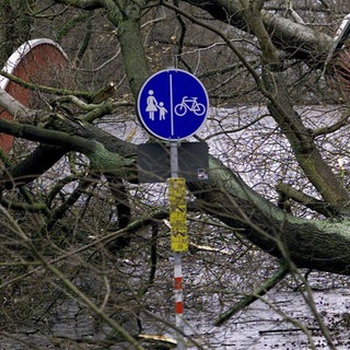 Durch umgestürzte Bäume ist diese Brücke in Karlsruhe am 26.12.1999 völlig unpassierbar geworden. Mehr als 100 Menschen starben in Frankreich, Deutschland und der Schweiz durch das Orkantief Lothar;  die meisten durch umfallende Bäume. 