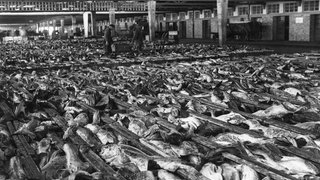 Fischbörse in Wesermünde um 1930