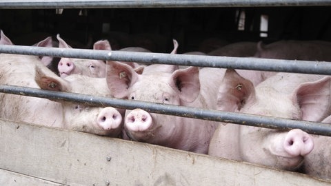 Schweine