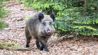 Wildschwein