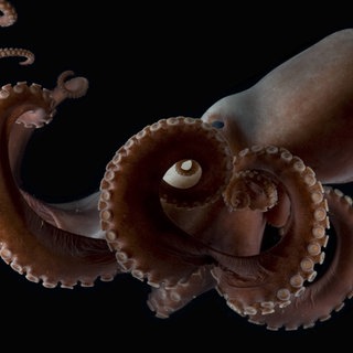 Krake