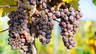 kranke Weintrauben an Rebe