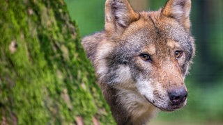Wolf nah