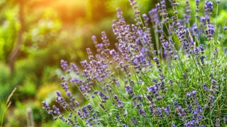 Lavendel im Sonnenschein