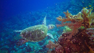 Korallenriff, Wasserschildkröte