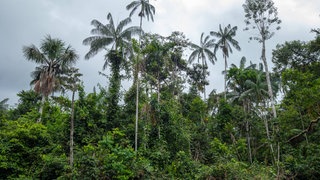 Dschungelblick Regenwald