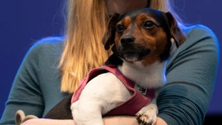 Hunde-Reise-Expertin Sophie Lübbert im SWR Messeradio