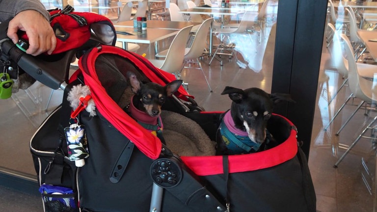 Zwei Hunde in einem Hundebuggy auf der Urlaubsmesse CMT in Stuttgart